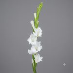 گلایل - Image 2